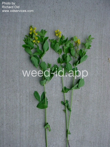 golden pea, mountain